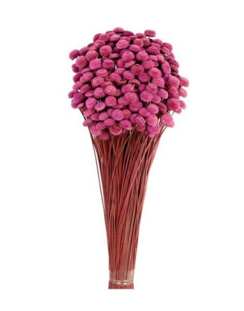 Botao 45cm Fucsia