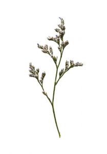 imgi_28_limonium-209x300
