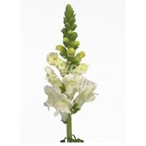 imgi_33_antirrinum-300x300