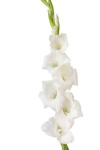 imgi_37_gladiolo-200x300