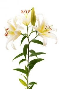 imgi_41_oriental-199x300